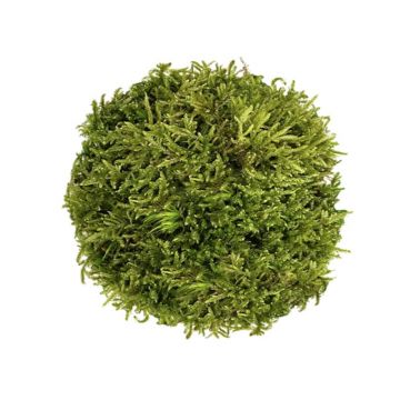 Muschi WIO Hypnum "Hypnum spp."