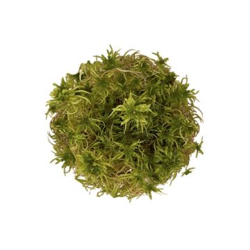 Muschi WIO Sphagnum sp.
