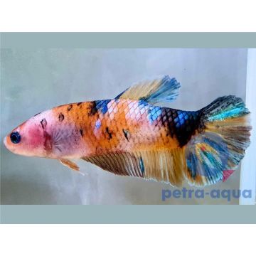 Peste Betta Splendens Giant Nemo femela