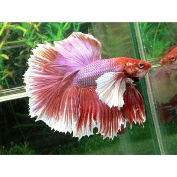 Peste Betta Splendens Mascul Halfmoon Big Ears XL