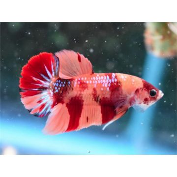 Peste Betta Splendens Mascul Plakat koi L