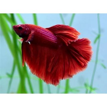 Peste Betta SuperDelta rosu mascul