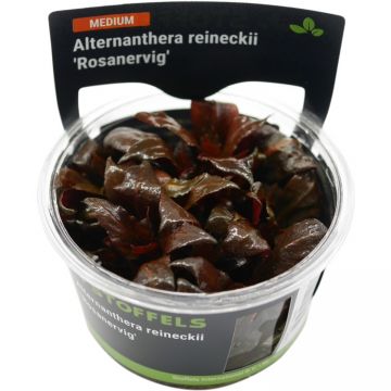 Planta acvariu Alternanthera reineckii Rosanervig in vitro