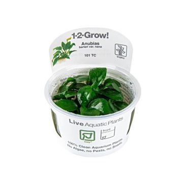 Planta acvariu Anubias barteri nana in vitro Tropica