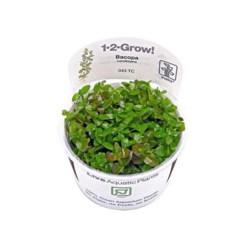 Planta acvariu Bacopa Caroliniana in vitro Tropica