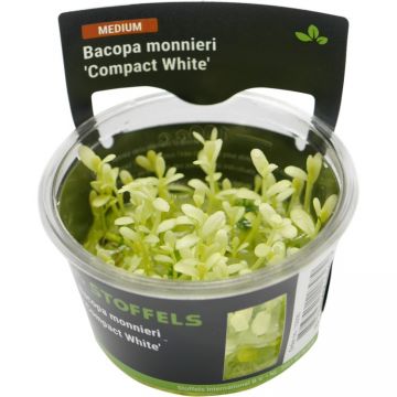 Planta acvariu Bacopa monnieri Compact White in vitro