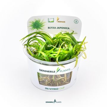 Planta acvariu Blyxa Japonica in vitro Dennerle