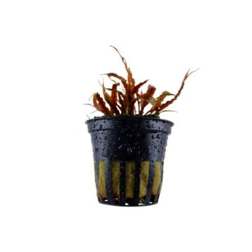 Planta acvariu Cryptocoryne Albida Brown Tropica