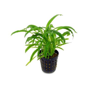 Planta acvariu Cryptocoryne Albida Stoffels