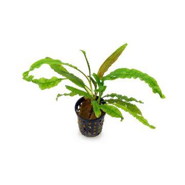 Planta acvariu Cryptocoryne Crispatula Balansae Stoffels