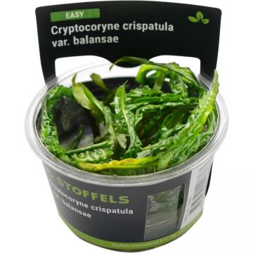 Planta acvariu Cryptocoryne crispatula in vitro Stoffels