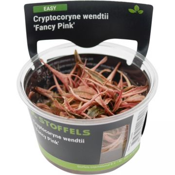 Planta acvariu Cryptocoryne Fancy Pink In Vitro Stoffels