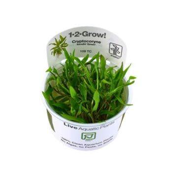Planta acvariu Cryptocoryne Wendtii Green in vitro Tropica