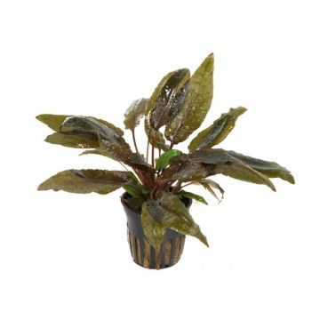 Planta acvariu Cryptocoryne Wendtii Tropica Stoffels