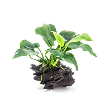 Planta acvariu Decor Anubias Nana pe lemn Stoffels