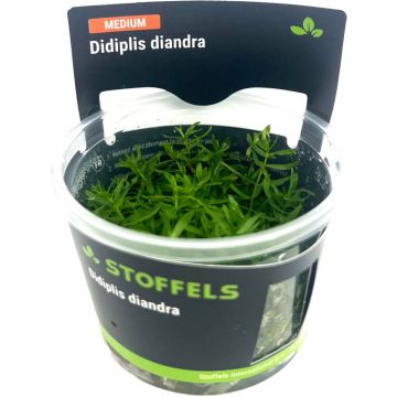 Planta acvariu Didiplis Diandra in vitro Stoffels