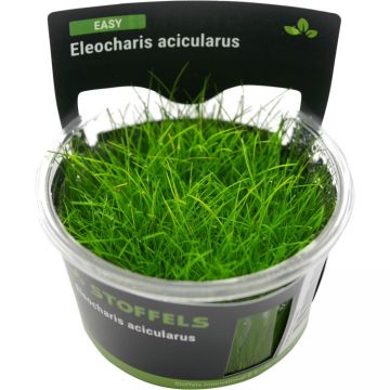 Planta acvariu Eleocharis Acicularis in vitro Stoffels