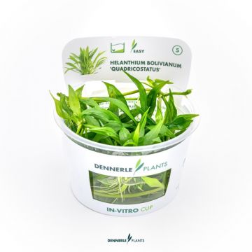 Planta acvariu Helanthium bolivianum Quadricostatus in vitro