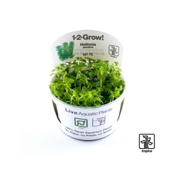 Planta acvariu Hottonia Palustris in vitro Tropica