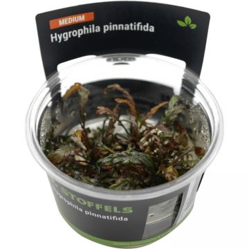 Planta acvariu Hygrophila Pinnatifida in vitro Stoffels