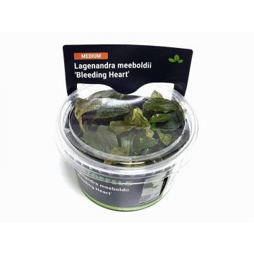 Planta acvariu Lagenandra meeboldii 'Bleeding Heart' in vitro