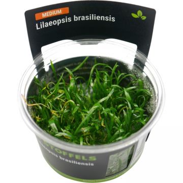 Planta acvariu Lilaeopsis Brasiliensis in vitro Stoffels