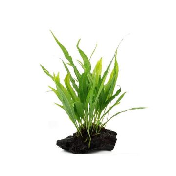 Planta acvariu Microsorum Pteropus pe lemn Stoffels
