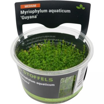 Planta acvariu Myriophyllum aquaticum Guyana In Vitro Stoffels