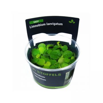 Planta acvariu plutitoare Limnobium Laevigatum in vitro Stoffels