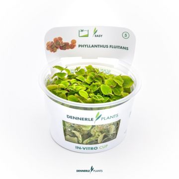 Planta acvariu plutitoare Phyllanthus Fluitans in vitro Dennerle