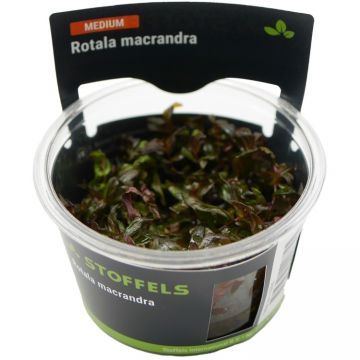 Planta acvariu Rotala Macrandra Red in vitro Stoffels