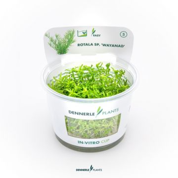 Planta acvariu Rotala sp. Wayanad in vitro Dennerle