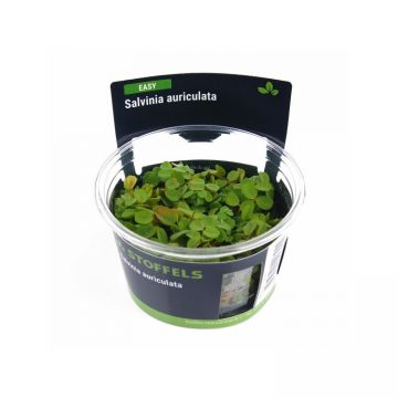 Planta acvariu Salvinia Auriculata in vitro Stoffels