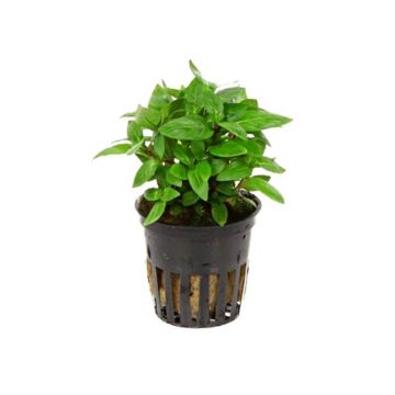 Planta acvariu Staurogyne Repens Stoffels