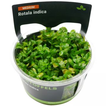 Planta acvariu Stoffels Rotala Bonsai (Indica) in vitro