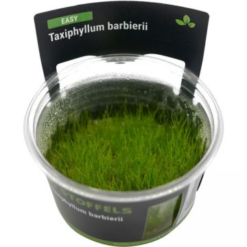 Planta acvariu Taxiphyllum barbieri Java Moss in vitro Stoffels