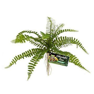 Planta artificiala Zoo Med Naturalistic Flora  Sword Fern
