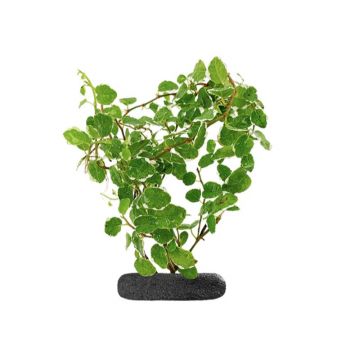 Planta cataratoare WIO Fig 'Sunny' "Ficus pumila 'Sunny'"