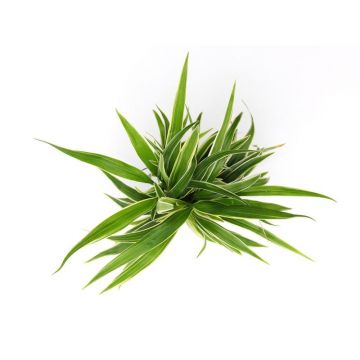 Planta naturala Chlorophytum bichetii Stoffels