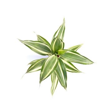 Planta naturala Dracaena sanderiana Stoffels