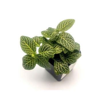 Planta naturala Fittonia Argyronanta Green Stoffels