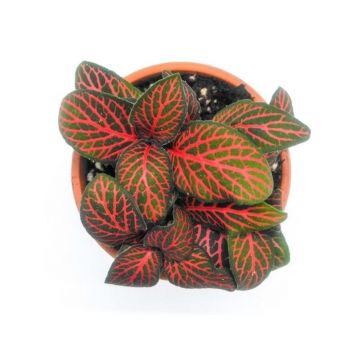 Planta naturala Fittonia Argyronanta Red Stoffels