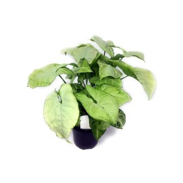 Planta naturala Syngonium White Butterfly Stoffels