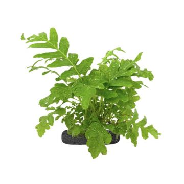 Planta terariu WIO Feriga Dwarf Tree "Blechnum gibbum 'silver'