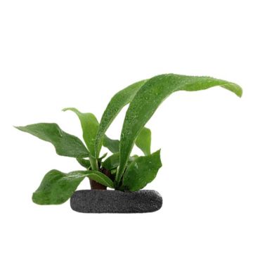 Planta terariu WIO Feriga Elkhorn "Platycerium bifurcatum"