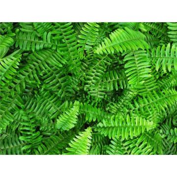 Planta terariu WIO Feriga Emerald Queen "Nephrolepis obliterata"