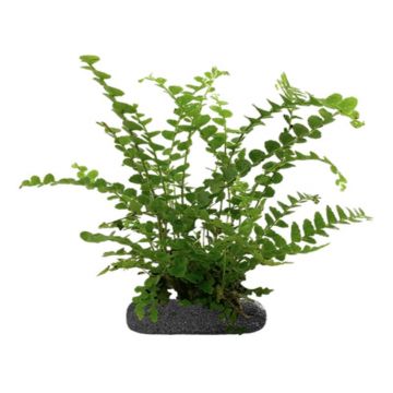 Planta terariu WIO Feriga Lemon Button "Nephrolepis cordifolia"