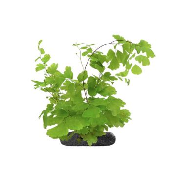 Planta terariu WIO Feriga Maidenhair Adiantum raddianum Fragans
