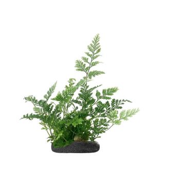 Planta terariu WIO Feriga White Rabbit's Foot "Humata tyermanii"