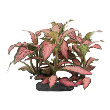 Planta terariu WIO "Nerve Plant 'Pink Crinke' Fittonia